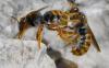 Rhodanthidium sticticum